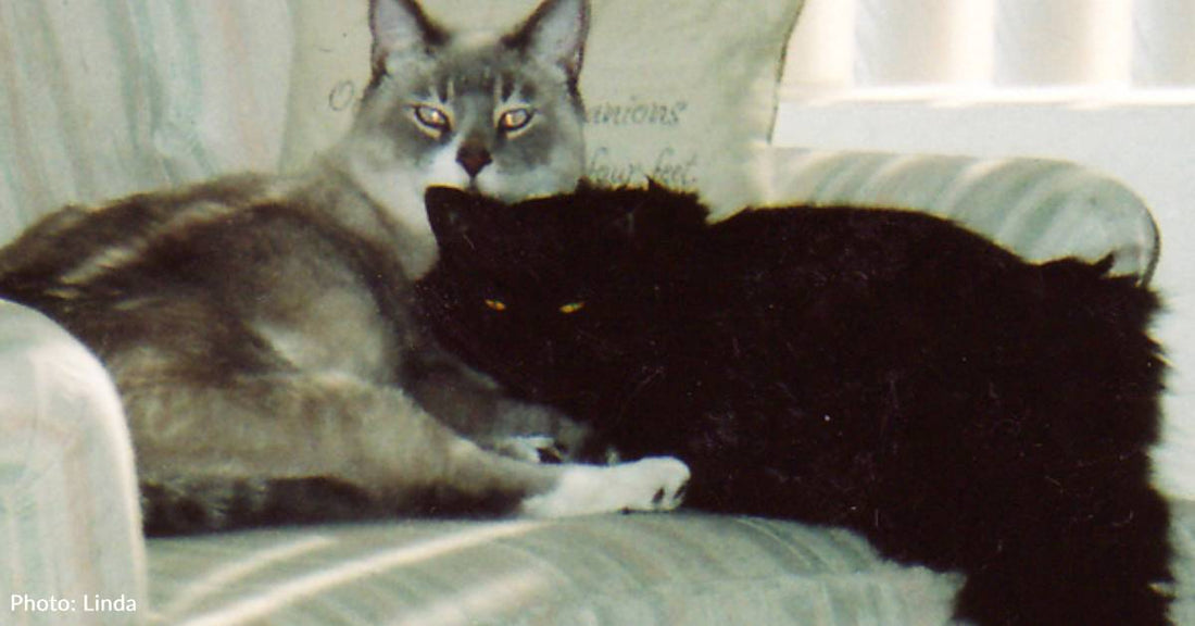 Pet Cat Hauls New Friend Over His Fence, The Duo is Then Inseparable for 12 Years