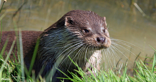 Sea Otters Scramble From Brink of Extinction to Coastal Heroes