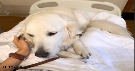 My Hero! Globe-Trotting Golden Retriever Is His Owner's Best Friend and Life-Saver