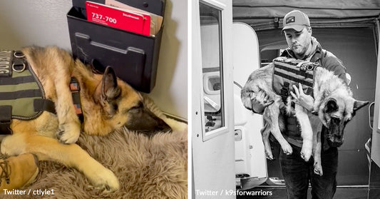 Kaya the German Shepherd: A Beloved Ambassador for Service Dogs and Veterans' Mental Health