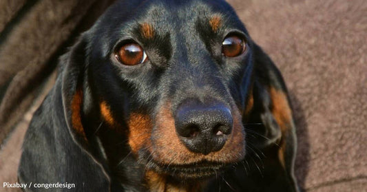 We Knew That Lilly Sent Him': Stray Dog Finds Family Who Had Just Lost Their Beloved Beagle