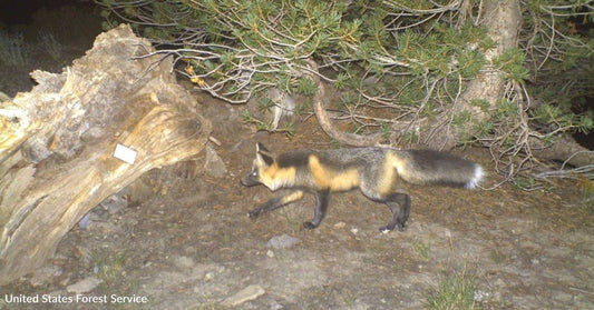 Endangered Fox Found Outside its Known Range, Shows It's More Widely Distributed Than Thought