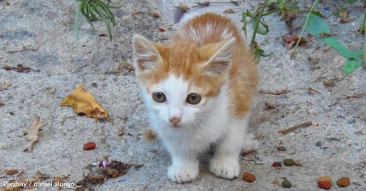 Vet Says There's Nothing to Be Done for Seriously Injured Kitten, Human Won't Give Up on Him