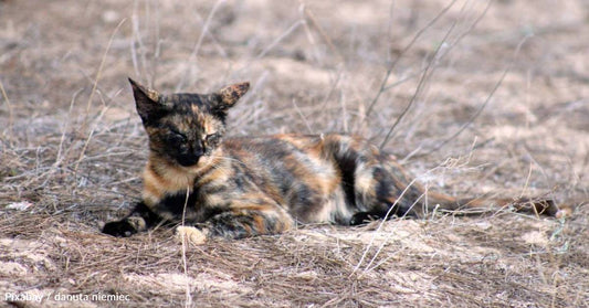 Stray Tortie Taken in By Neighbor, Gives Birth a Week Later