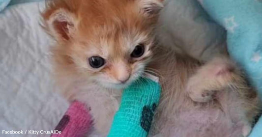 Stray Kitten Born With Twisted Legs Find A Home