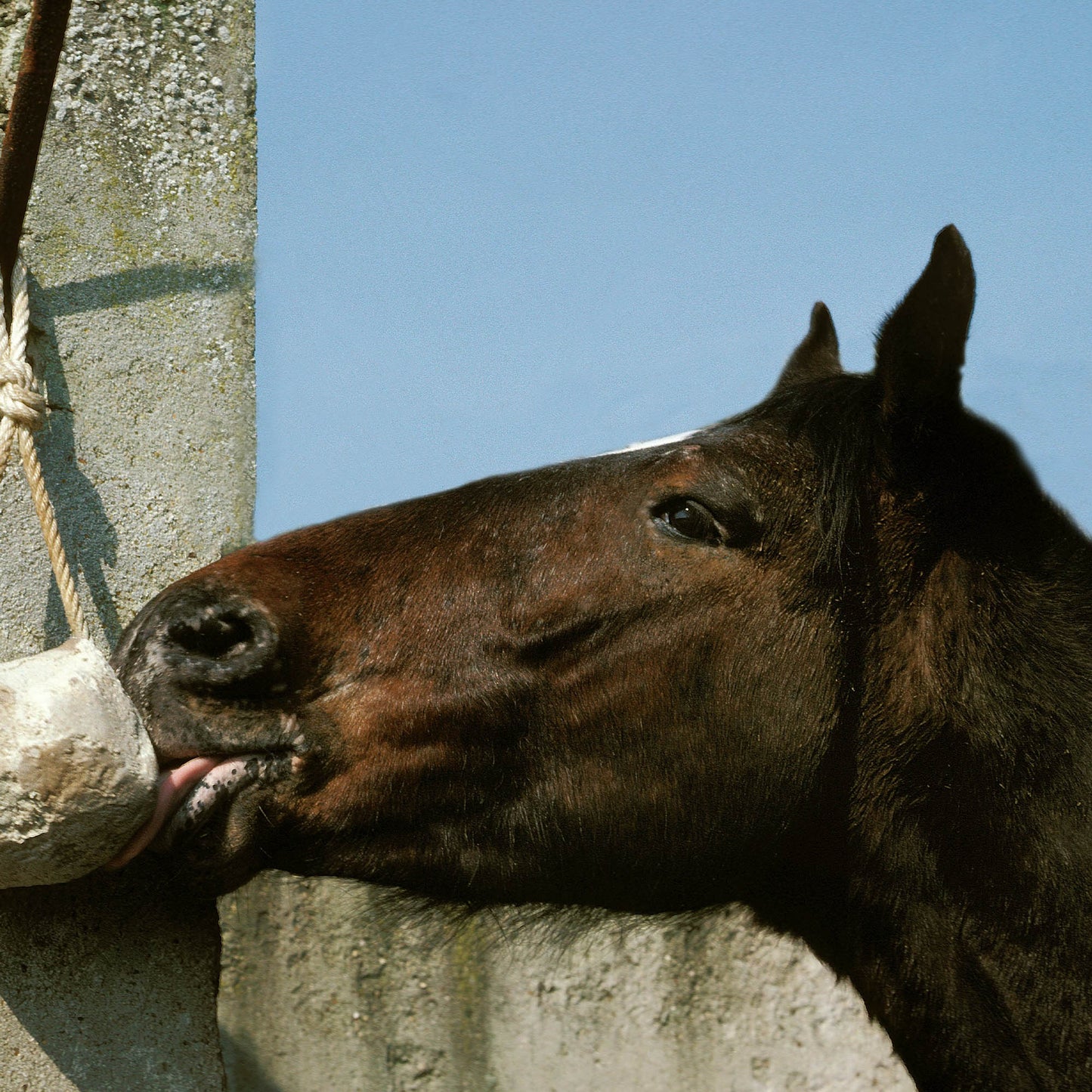 Send Care Kits to Help Rescued Horses