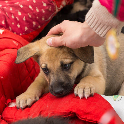 5th Annual Holiday Toy & Treat Drive: Bring Joy To a Shelter Pet