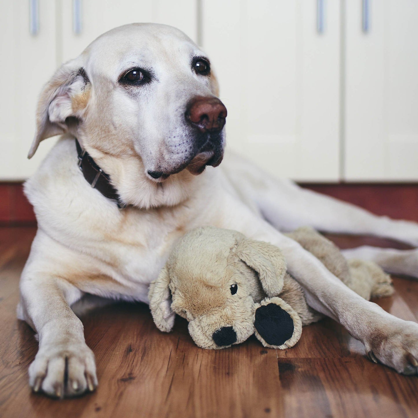 Benefit Buy - School Packs For Shelter Dogs To Become A Best Bud For A Veteran