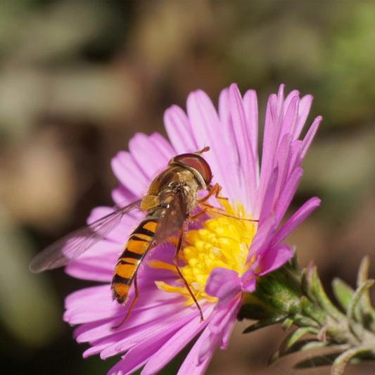 Plant Flowers to Save Bees & Other Natural Wildlife