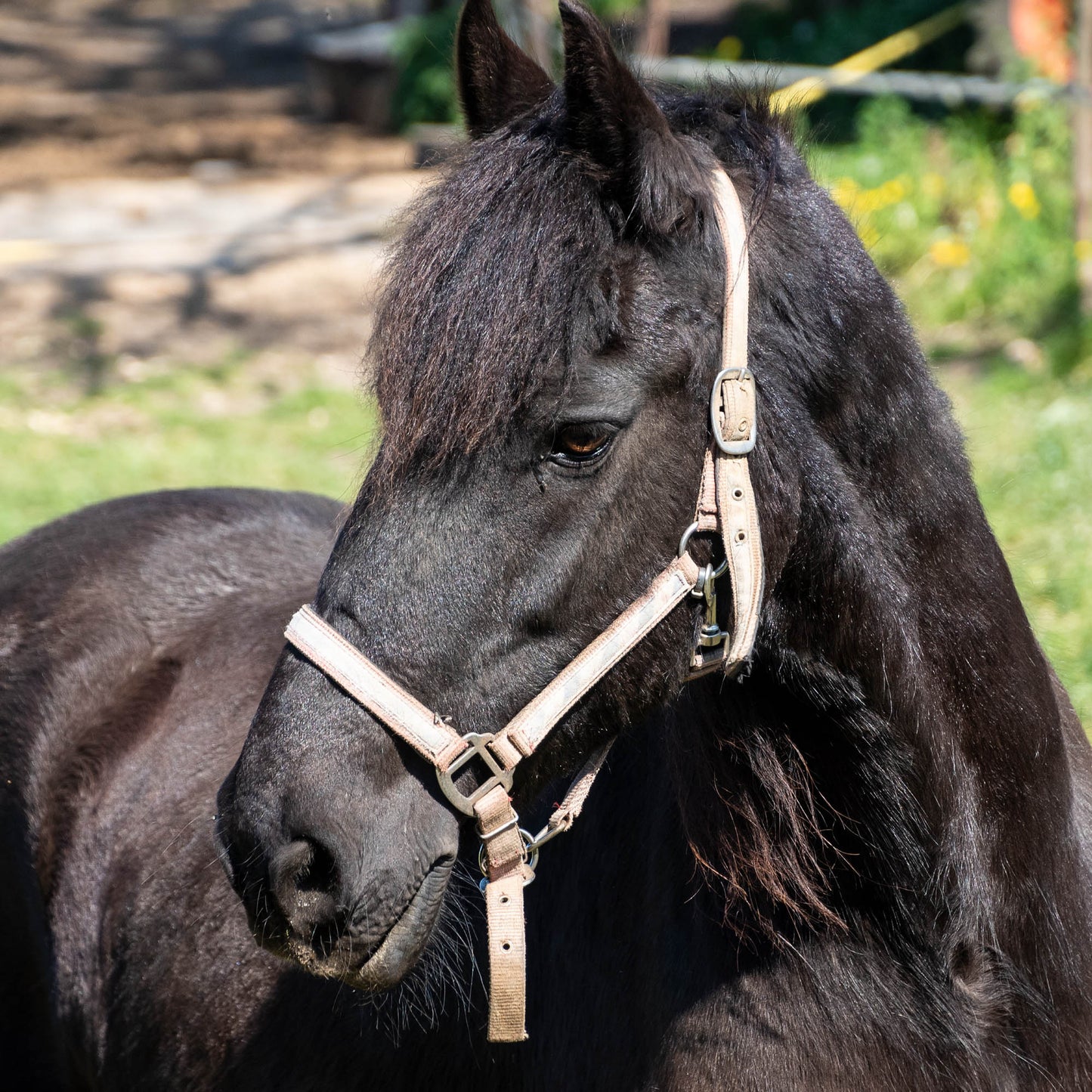 Send Care Kits to Help Rescued Horses