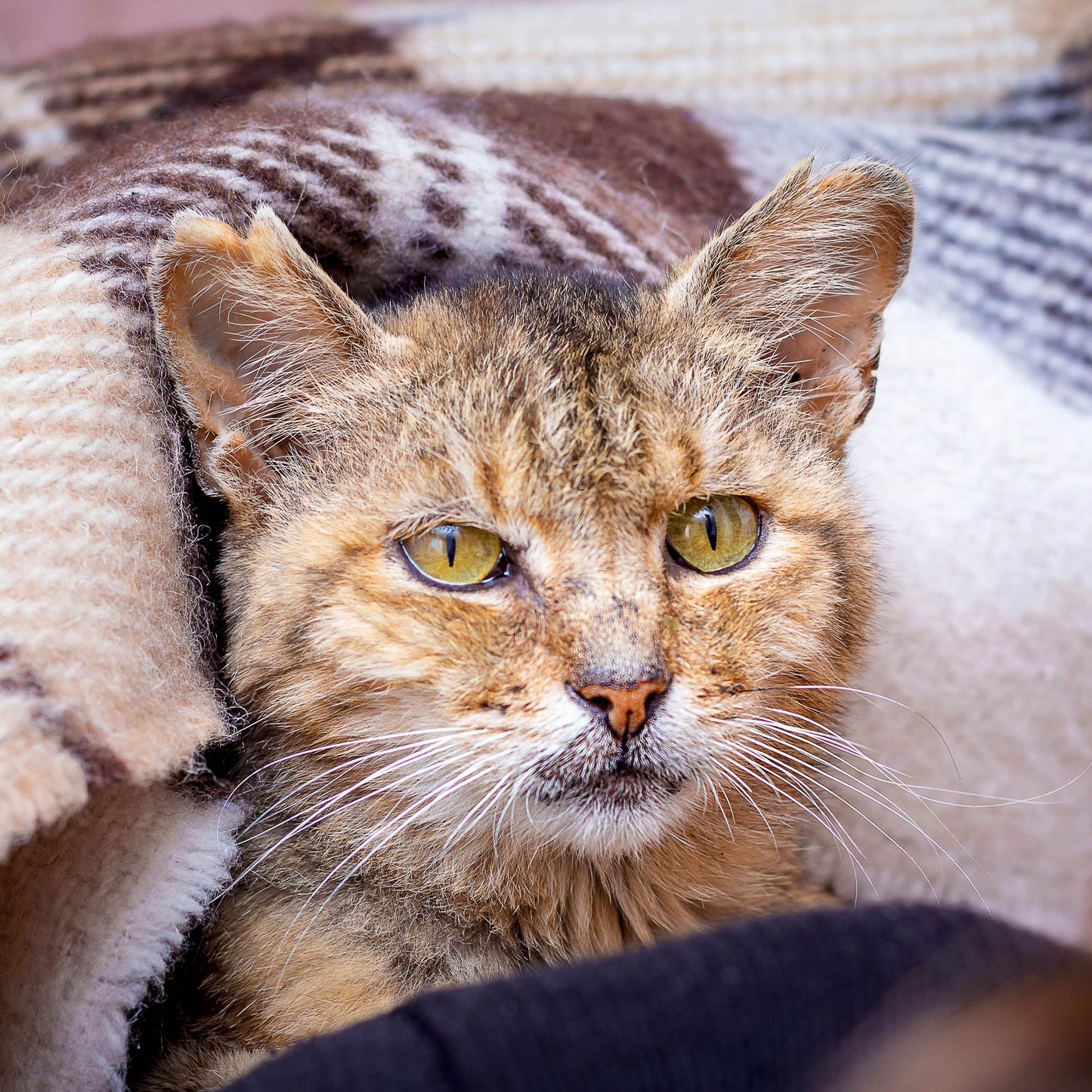 Send Support Packages to Senior Cats