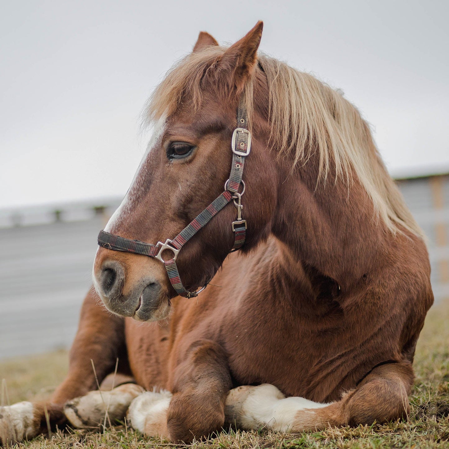 Send Care Kits to Help Rescued Horses