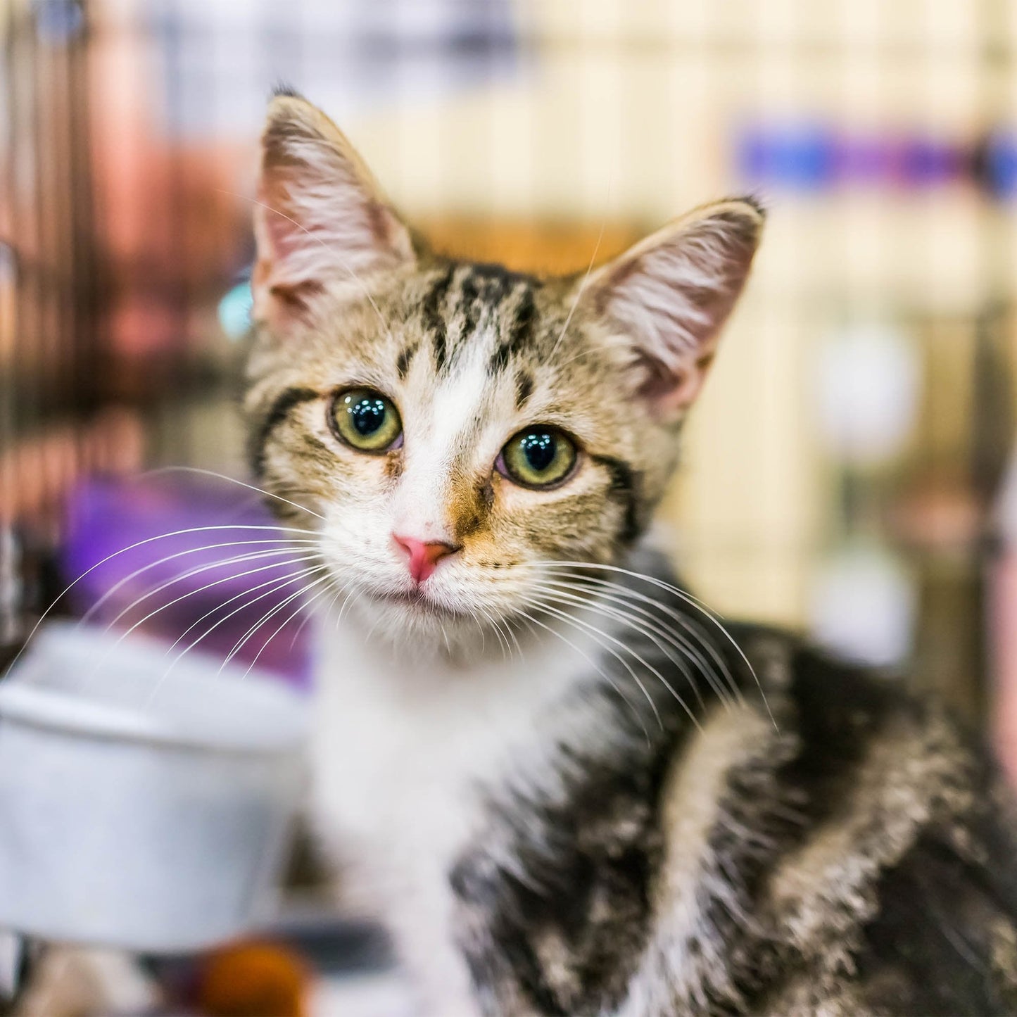 Crazy for Cats: Provide Essentials for Cats & Kittens In Need