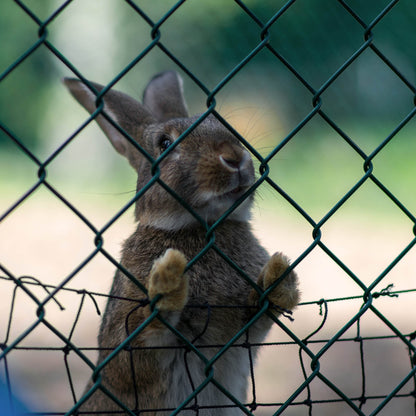 Send Supplies & Goodies To Rescued Bunnies