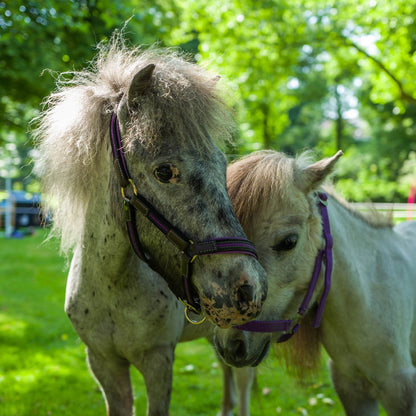 Send Care Kits to Help Rescued Horses