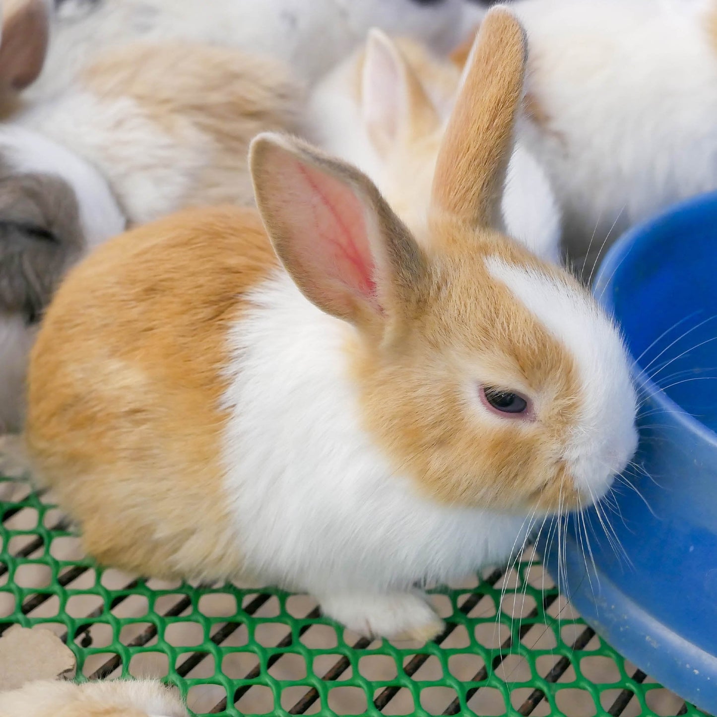 Send Supplies & Goodies To Rescued Bunnies