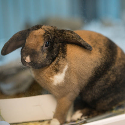 Send Supplies & Goodies To Rescued Bunnies