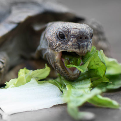 Help Rescued Turtles By Sending Supplies