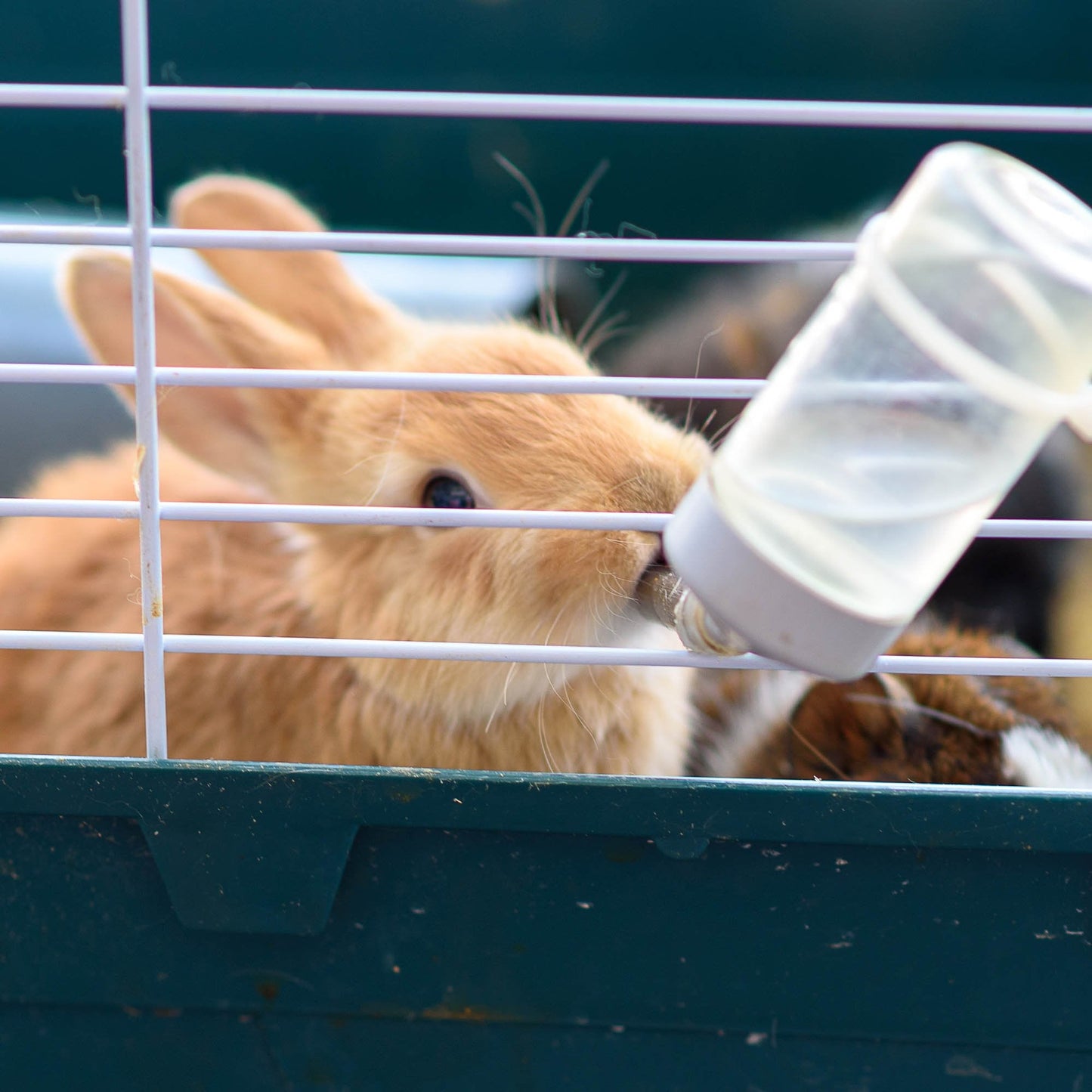 Send Supplies & Goodies To Rescued Bunnies