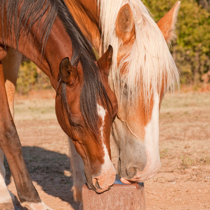 Send Care Kits to Help Rescued Horses