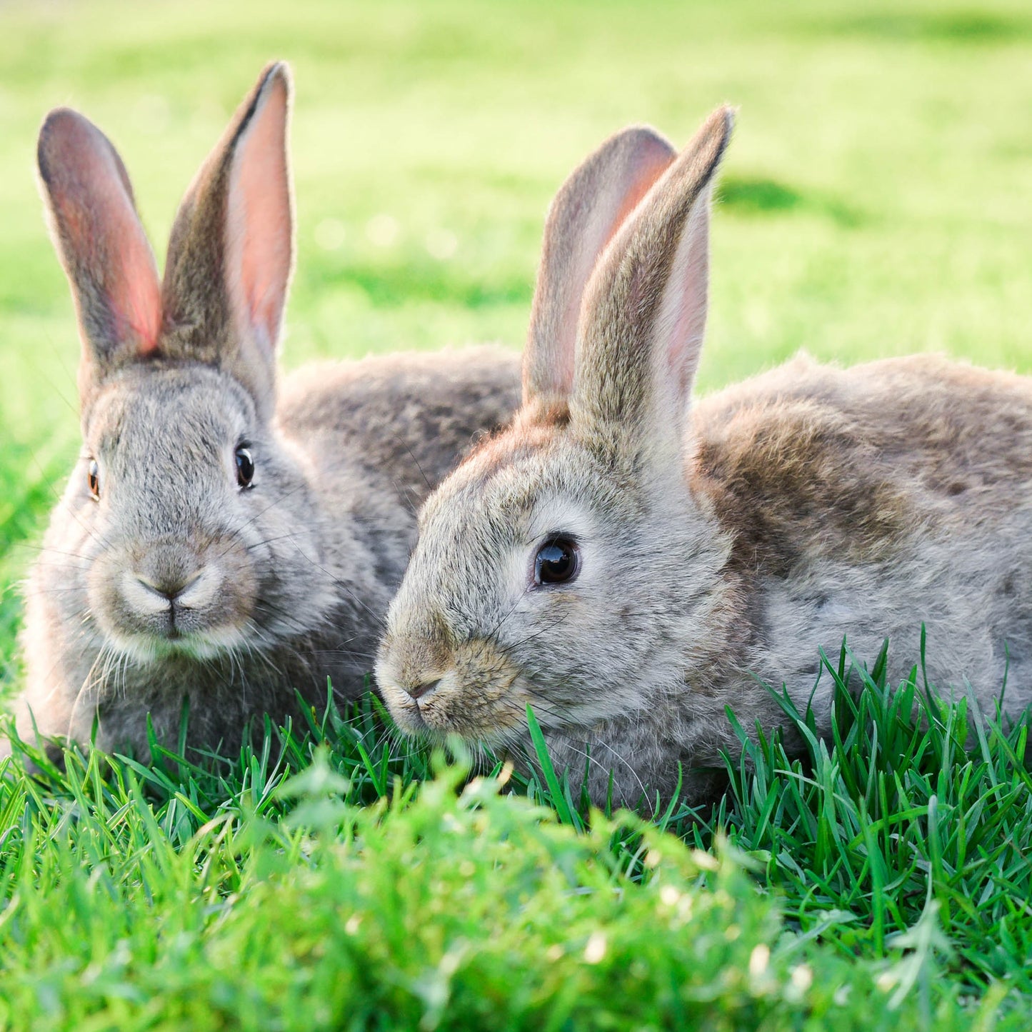 Send Supplies & Goodies To Rescued Bunnies