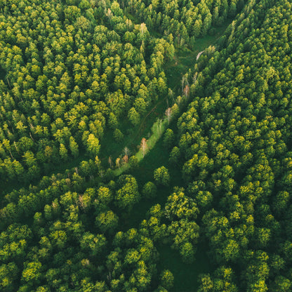 Help Plant Native Trees & Enrich Ecosystems