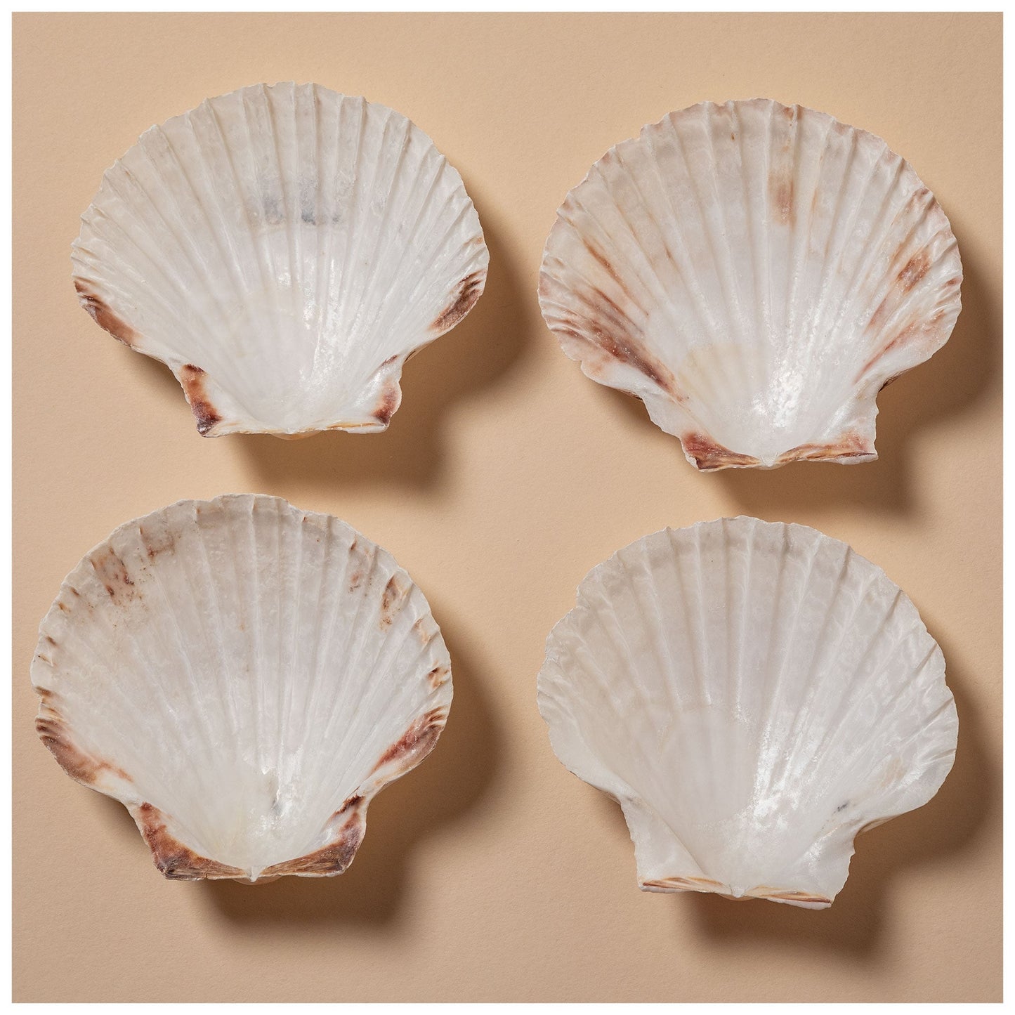 Nantucket Seafood Natural Canape Shells - Set of 4