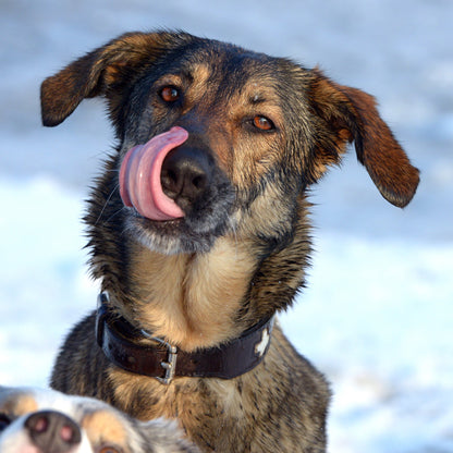 Nourishment Pack to Help Rescue Pets