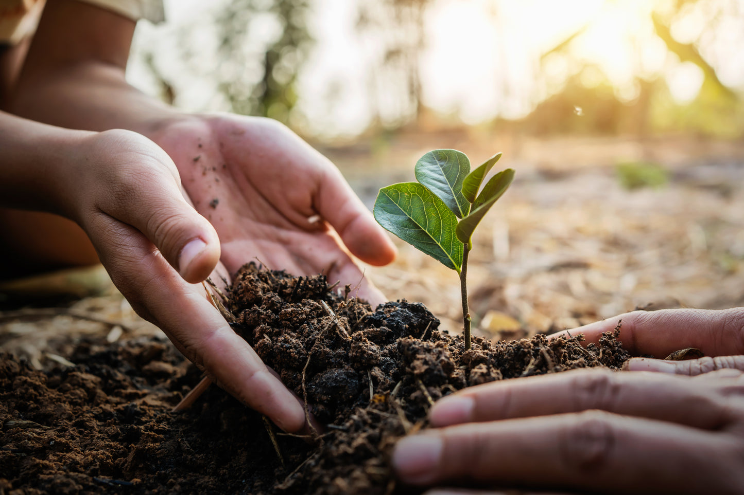 Plant a Tree