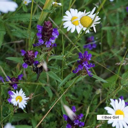 Plant Flowers to Save Bees & Other Natural Wildlife