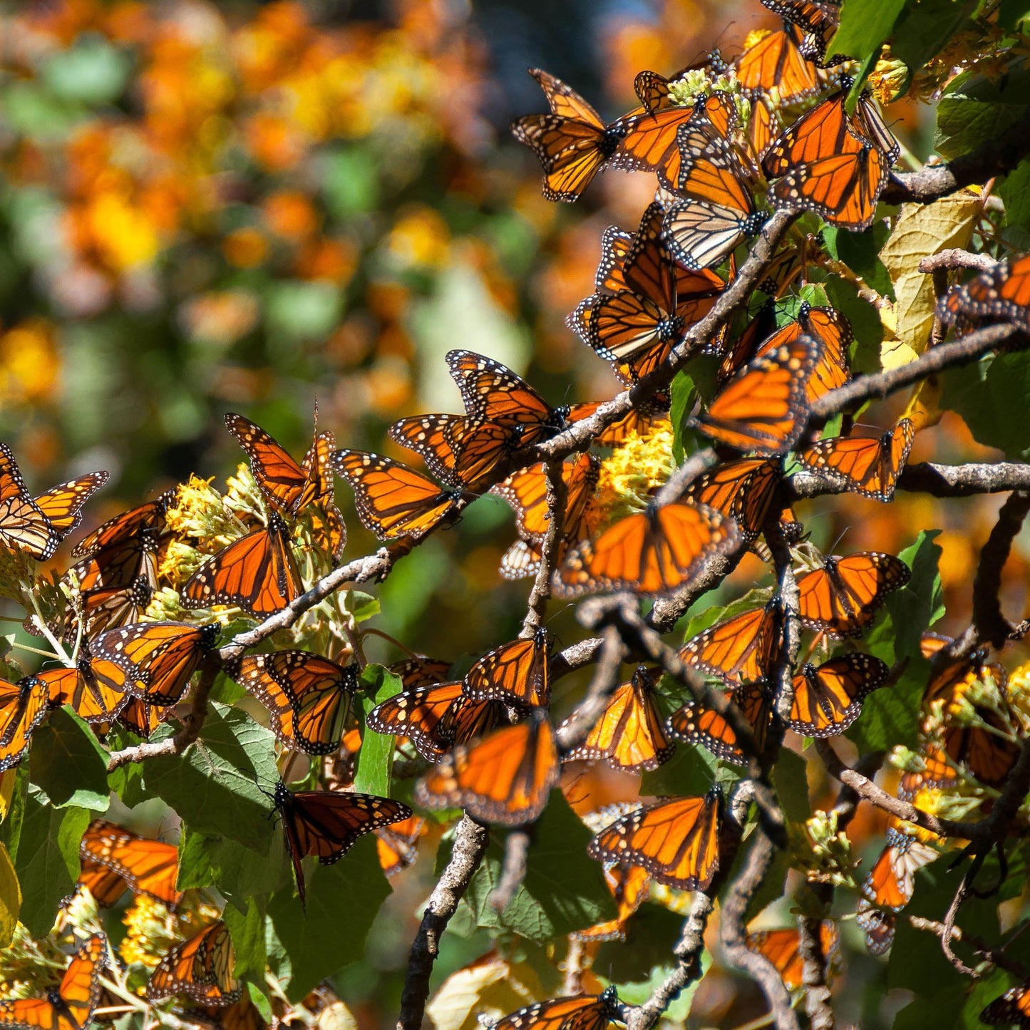 Plant Milkweed Flower Seeds to Help Save the Monarch Butterfly