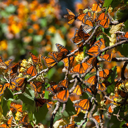 Plant Milkweed Flower Seeds to Help Save the Monarch Butterfly