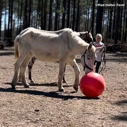 Send Care Kits to Help Rescued Horses