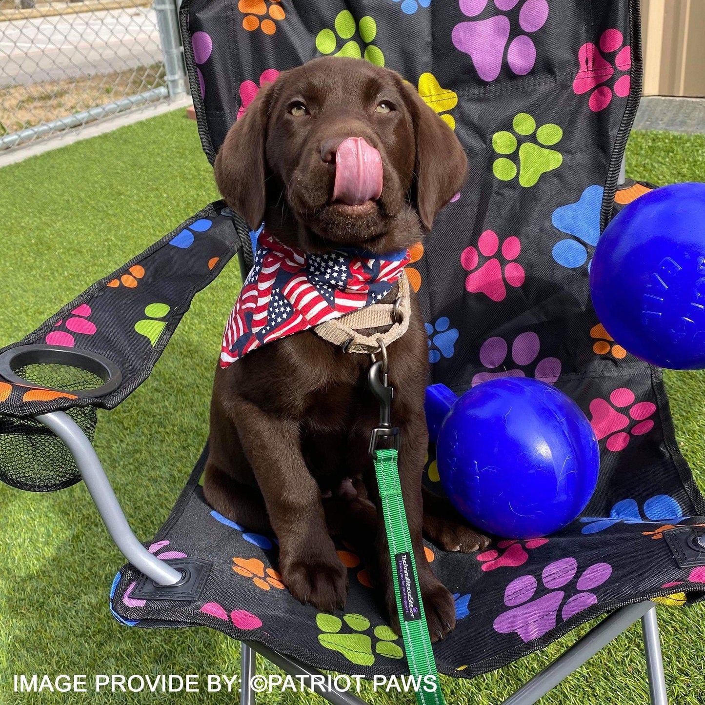 School Packs for Shelter Dogs to Become a Best Bud for a Veteran