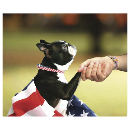 Presidential Dog Friendship Collar & Bracelet Set