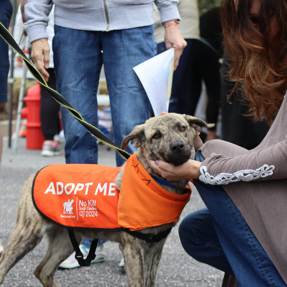 Charleston Animal Society in N. Charleston, 519 | Clear The Shelters 2022 image