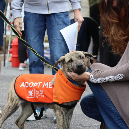 Charleston Animal Society in N. Charleston, 519 | Clear The Shelters 2022 image