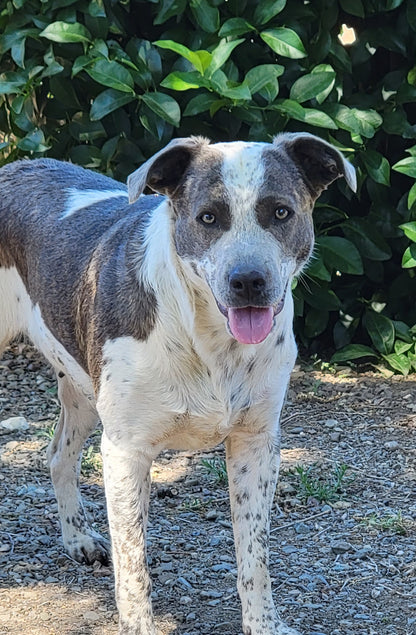 People for Pets in Tracy, 862 | Clear The Shelters 2022 image