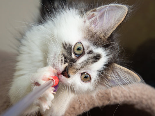 Silicon Valley Animal Control Authority in Santa Clara, CA | Clear The Shelters image