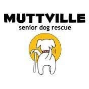 Muttville Senior Dog Rescue in San Francisco, CA | Clear The Shelters image