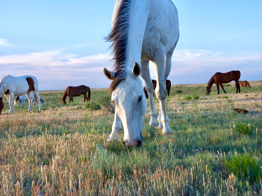 Dove Creek Equine Rescue in Canyon, TX | Clear The Shelters image