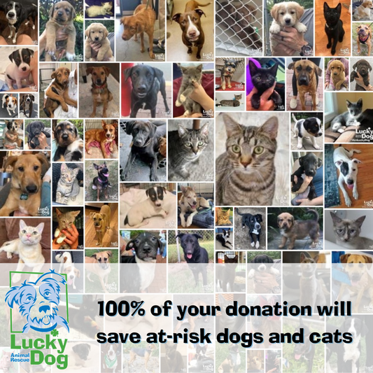 Lucky Dog Animal Rescue in Arlington, 511 | Clear The Shelters 2022 image