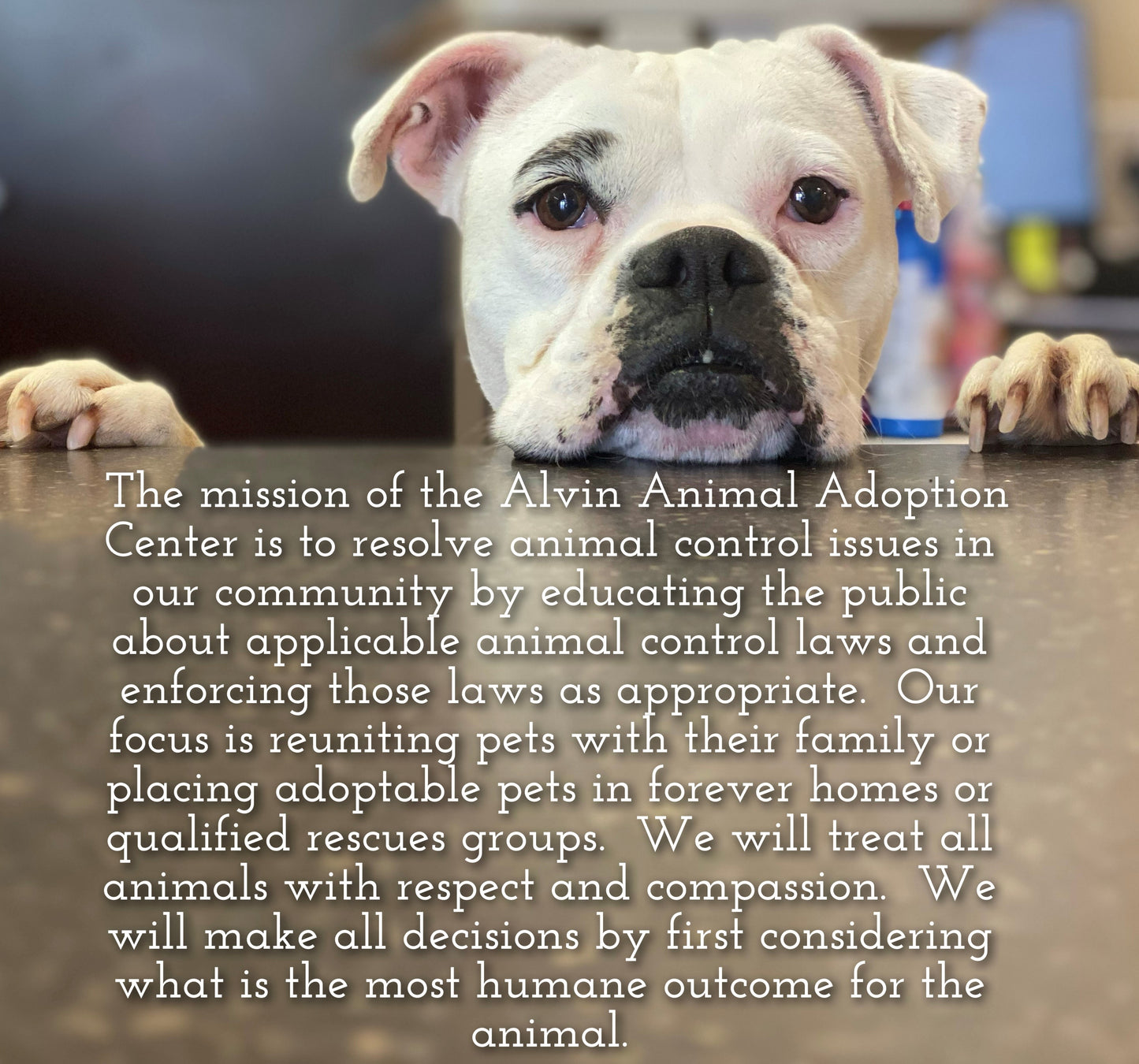 Alvin Animal Adoption Center in Alvin, 618 | Clear The Shelters 2022 image