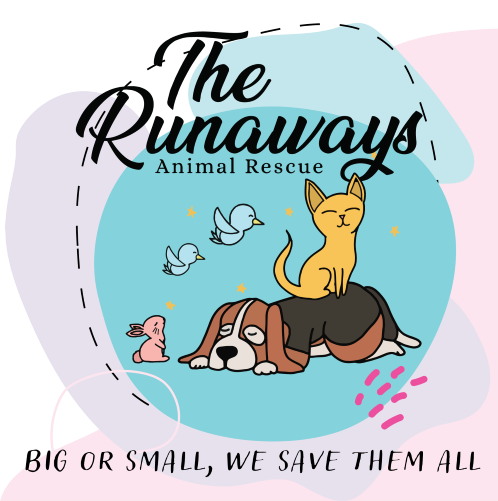 Runaways Animal Rescue in Port Richey, 539 | Clear The Shelters 2022 image