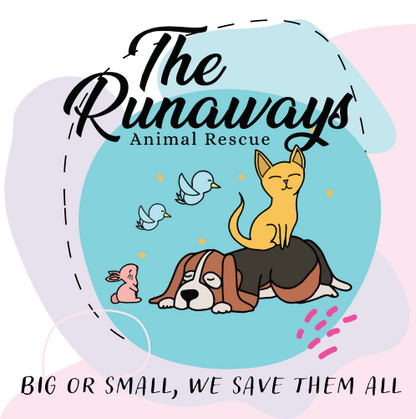 Runaways Animal Rescue in Port Richey, 539 | Clear The Shelters 2022 image