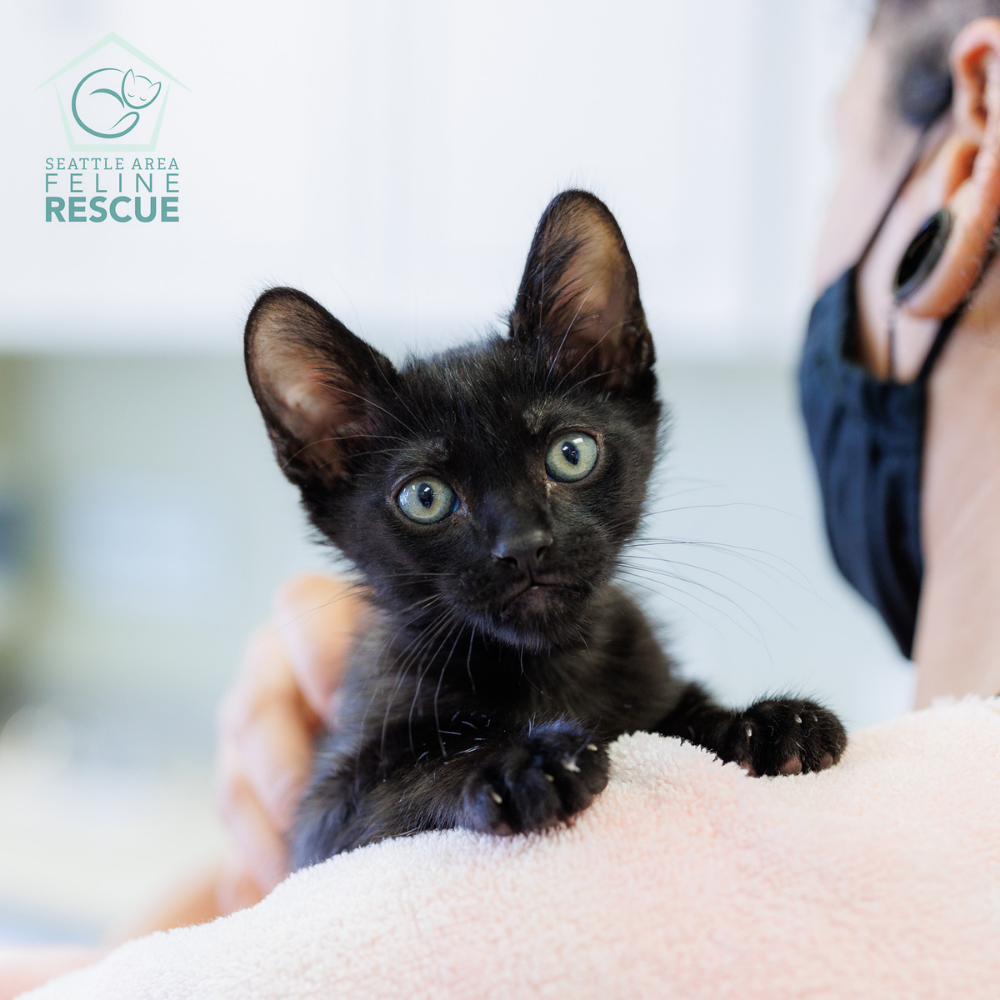 Seattle Area Feline Rescue in Shoreline, 819 | Clear The Shelters 2022 image