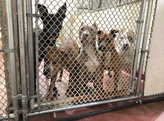 LifeLine Animal Project in Atlanta, 524 | Clear The Shelters 2022 image