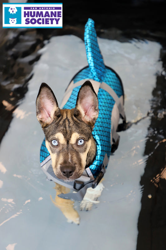 The San Antonio Humane Society  in San Antonio, TX | Clear The Shelters image