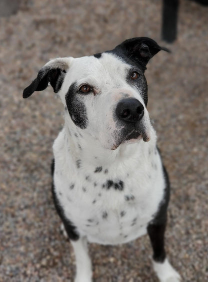 Watermelon Mountain Ranch in Rio Rancho, NM | Clear The Shelters image