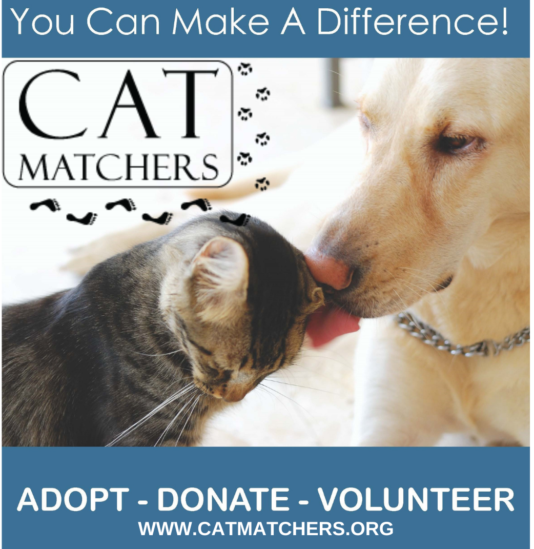 Dallas Cat Rescue DBA Cat Matchers in Plano, 623 | Clear The Shelters 2022 image